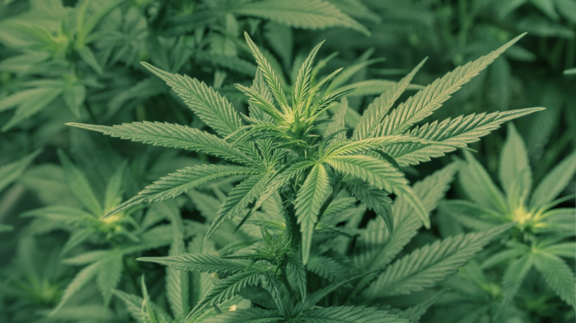 marijuana-puzzle